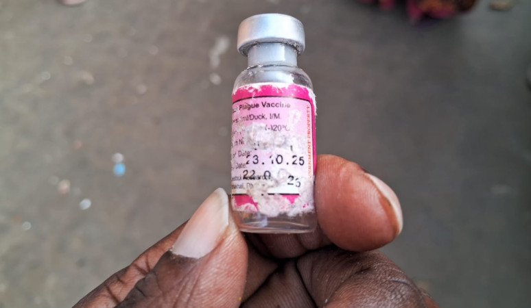 ভ্যাকসিন দেওয়ার পর মুরগির মৃত্যু, খামারি পরিবারগুলোর ক্ষোভ